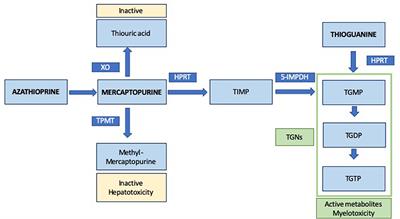 Thiopurines in Inflammatory Bowel Disease. How to Optimize Thiopurines in the Biologic Era?